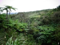 2019年冬の沖縄本島ドライブ旅行(13)世界一の長寿村「大宜味村」、ヤンバルのジャングルに阻まれて長寿村の生き甲斐の実情把握に至らず