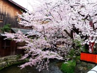 京都白川通りの桜