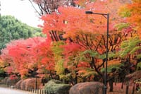 写真３枚は、北の丸公園の紅葉、寛永寺根本中堂の裏手