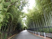 阪急洛西口駅から京都市洛西竹林公園ハイキング
