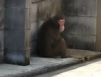 家の前に猿が出現！