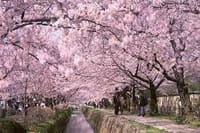 週末の桜の京都　どっぷり２日間　早期申し込みで格安に！！
