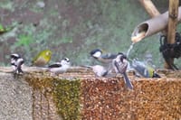 水琴窟の水場に集う野鳥たち　メジロ、シジュウカラ、エナガ、ヤマガラ