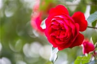 「都電荒川線 沿線」＋「旧古河庭園」薔薇の影会