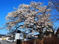 「帯桜」開花
