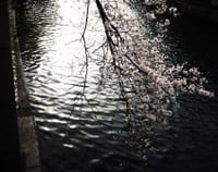 神秘的とも言える桜も、空に埋まる梅も見事!!
