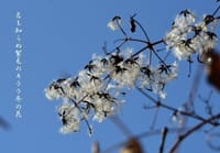今日の俳句　冬の花
