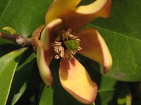バナナの香りのする花