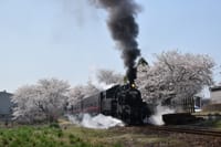 桜満開の真岡鐵道