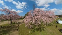 大仙公園の桜（２０２２年４月４日）Insta360 ONE X2
