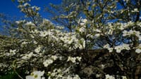 春の景色･･･櫻から花水木へ