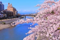 【京都★桜の名所★お花見ハイキング】上賀茂から下鴨まで桜を楽しみながら歩きましょ♪