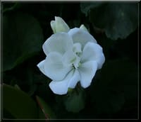 白い花のごとく　命の詩