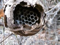 自然界の神秘・・・ハチの巣