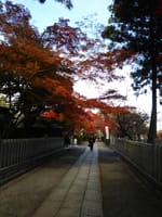 着物でお出掛け、京都の紅葉