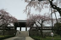 府中の東郷寺の枝垂れ桜と映画『羅生門』（1950年）のセットモデルとなった山門