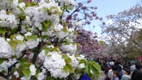 平成最後の大阪造幣局の桜の通り抜け（２０１９年４月１５日）静止画