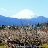 曽我丘陵ハイキングから曽我梅林へ　富士山と梅の宴　途中みかん特売も？