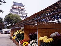 福山城の菊花展