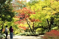 久しぶりの徳川園　紅葉見物に立ち寄ってみました