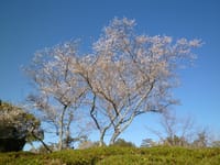 ２０２３年１１月２２日（木曜日）の四季桜と紅葉