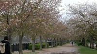 大阪城公園（２０２３年４月８日）LUMIX DC S5