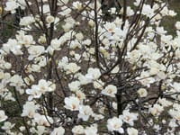 大宮散歩 — 春の花・梅見に大宮公園へ ー
