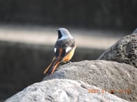 白川沿岸の鳥たち