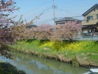久喜　青毛堀川の河津桜と菜の花