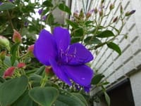 紫紺野牡丹（しこんのぼたん) 