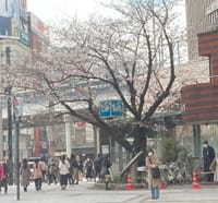 東京桜満開