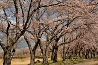 河口湖南岸・八木崎公園の桜 2022-4-11