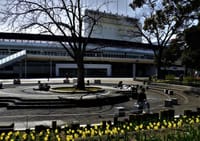 ☆横浜DeNAベイスターズの本拠地、横浜スタジアムがある横浜公園散策 🌸 早咲きの横浜緋桜が満開 🌸