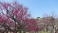 大阪城公園の梅林（２０２３年２月２２日）LUMIX DMC FZ1000　静止画
