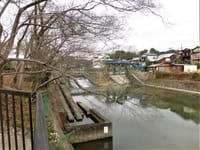 埼玉県小川町栃本親水公園の桜