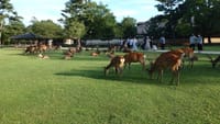 ☆鹿の世界も密着密集を避ける猛暑の昼下がり【奈良公園】