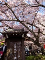 高遠城址公園の桜と江島