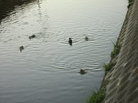 寒い平野川で鴨を撮った！