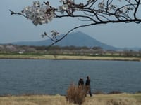～ご近所桜その2～　今年も筑波山をバックに母子島遊水池の桜　～毎年代わり映えしませんが～