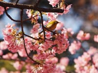 一日限りの貴重な青空の下で満開の河津桜とメジロと遊ぶ
