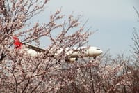 桜と飛行機ツーリング！