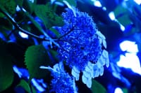 高幡不動の青い紫陽花