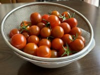 ミニトマト250個目収穫。