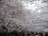 桜見物５