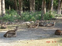 「廃プラスチックを食べた結果、9頭の鹿が死ぬ」 " Akibat Makan Sampah Plastik, 9 Rusa Jepang Mati"