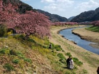 下賀茂温泉、みなみの桜🌸