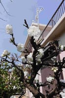 純白の桃の花