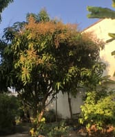 マンゴの木