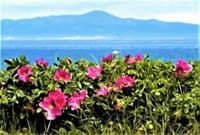 「北海道の野付半島に咲くハマナスと赤い実の写真」