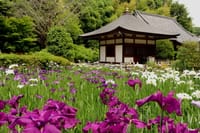 曇り空に咲く花菖蒲～横浜・正覚寺